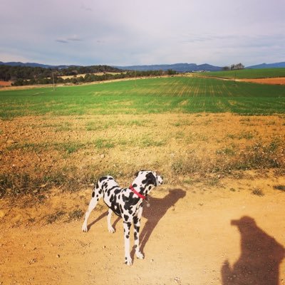 Profile Picture of Gemma Martín Valls (@GMValls) on Twitter