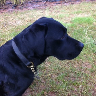 Profile Picture of Peter Randall (@peter_c_randall) on Twitter