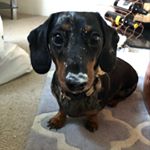 Profile Picture of Doris Davies (@dorisdavies_thedachshund) on Instagram