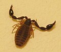 Profile Picture of Chernetidaeon Wikipedia
