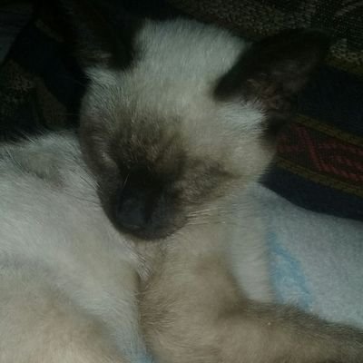 Profile Picture of Oberon Alexander Bastida Torres (@OberonTorres) on Twitter