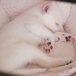 Profile Picture of 豆柴 風太 (@maneshiba.huuta) on Instagram