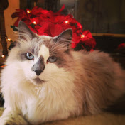 Profile Picture of Jillian Sweeney (@jilliansweeney13) on Youtube