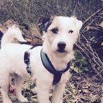 Profile Picture of 🐾 Bobby vom Attergau (@bobby_parson) on Instagram