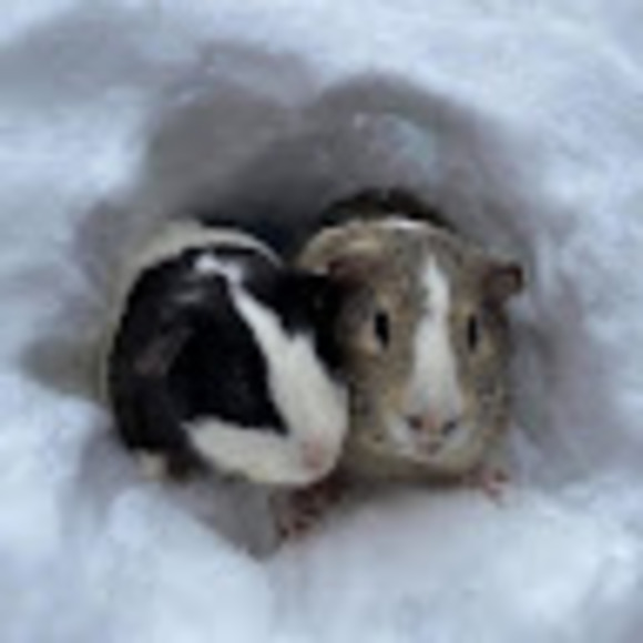 Christie Beaumier - Poshmark Profile Picture of Christie Beaumier (@beaumierc0752) on Poshmark