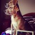 Profile Picture of Alfie-Maggie-Ruby (@Alfie_Maggie) on Twitter