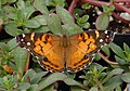 Profile Picture of American ladyon Wikipedia