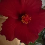 Profile Picture of Claudia Purdea (@Claudia-Purdea) on Facebook