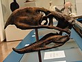 Phorusrhacos - Wikipedia Profile Picture of Phorusrhacoson Wikipedia