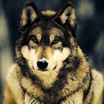 Profile Picture of Hi (@james_notley) on Instagram