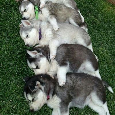 Profile Picture of Droulis Hondroulis (@ntroulisgr) on Twitter