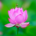 Profile Picture of David Hsieh (@david hsieh 2012) on Flickr
