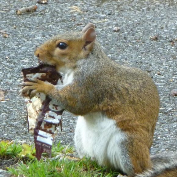 Profile Picture of Cindy Shrout pilon (@clp66) on Poshmark