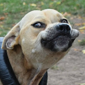 Profile Picture of Armando Labrador (@armandolabrador181) on Youtube