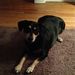 Profile Picture of Joelynn Schorr (@jschorr716) on Pinterest