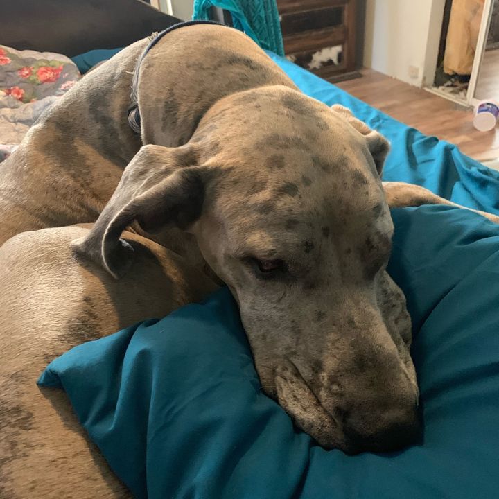 Profile Picture of David Brodin (@davidbrodin2) on Tiktok