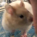 Patricia Stoneman-Thomas - Instagram Profile Picture of Patricia Stoneman-Thomas (@patriciathesyrian) on Instagram