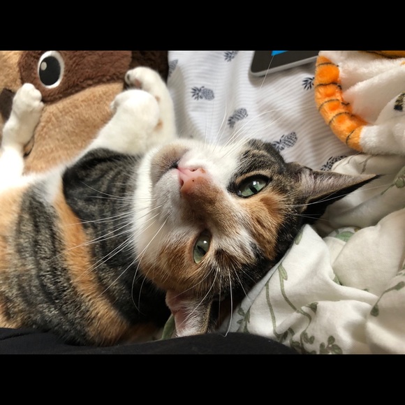 Profile Picture of Maya Ciociola (@mayaciociola) on Poshmark