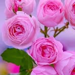 Profile Picture of Danny Flores (@Danny-Flores) on Facebook