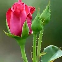 Profile Picture of Salim Uddin (@salim-uddin-16) on Quora