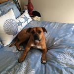 Profile Picture of Christopher medeiros (@chris_medeiros45) on Instagram