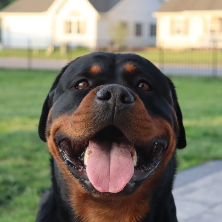 Profile Picture of Kobe (@kobetherotti_) on Tiktok