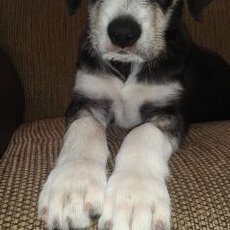 Profile Picture of Arcadio Torres (@ArcadioTorres48) on Twitter