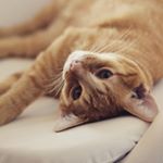 Profile Photo of Murphy The Ginger Cat (@murphy_the_ginger) on Instagram