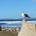 Profile Picture of Bradley Bruce (@brucebmules) on Pinterest