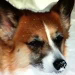 Profile Picture of Nancy Favaro (@scorpo) on Instagram