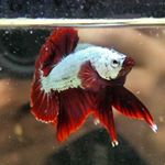 Profile Photo of Marbley Bettas (@marbleybettas) on Instagram