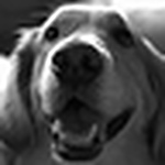 Profile Picture of Michael Derose (@mikederose) on Flickr