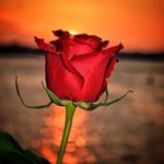 Profile Picture of Crystal McHone (@cocean86) on Instagram