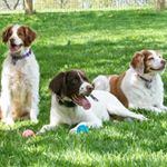 Profile Picture of Lisa Giddings (@totallycrazydoglady) on Instagram