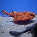 Profile Picture of Ogcocephalidae - Wikipediaon Wikipedia