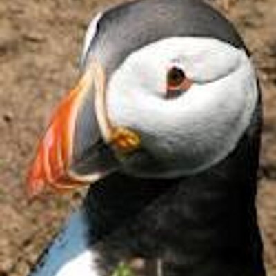 Profile Picture of Dave Snowdon (@bioboffin) on Twitter