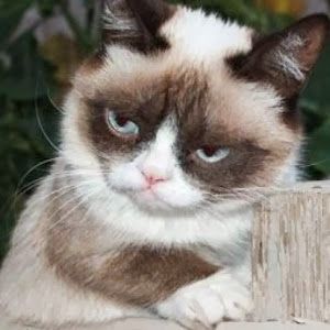 Profile Picture of Stephen Balint310 (@stephenbalint310) on Tiktok