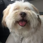 Profile Picture of Bailey Kikuchi-Nguyen (@baileyboyboo) on Instagram