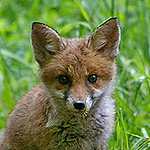 Profile Picture of Puce55-Elisabeth, (@Puce55-Elisabeth,) on Flickr