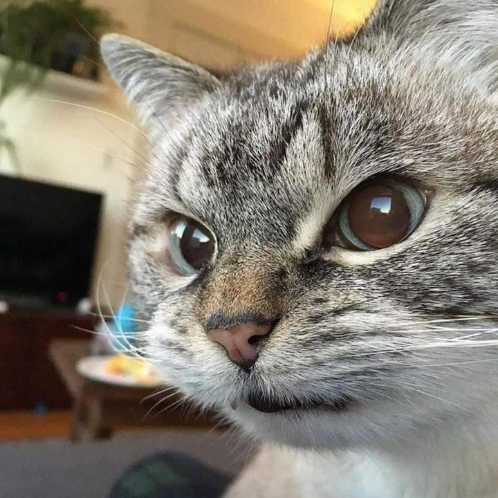 Profile Picture of Zachary Hart (@zackofalltrades88) on Tiktok