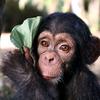 Profile Picture of Dave Monkey (@@davethemonkeyy) on Tiktok