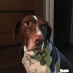 Profile Picture of Chester Sandall (@chester_the_pointer) on Instagram