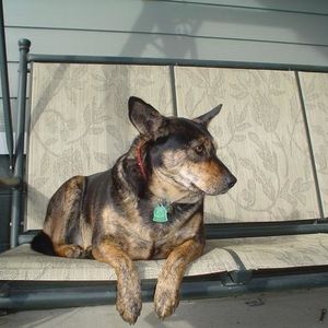 Profile Picture of Ginger Crum (@dogs_rule_your_world) on Myspace