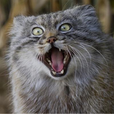 Profile Picture of Danny DeRasp (@DDeRasp) on Twitter