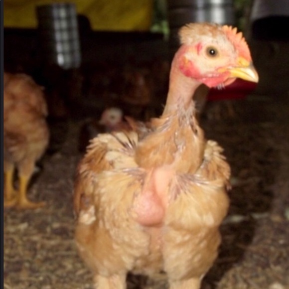 Profile Picture of Samuel Sauceda (@samuel0298) on Poshmark