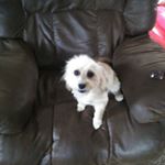 Profile Picture of Donald Pulliam Sr. (@dumpsterdiggingdon) on Instagram