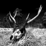 Karli Lockhart - Instagram Profile Picture of Karli Lockhart (@karlidlockhart) on Instagram