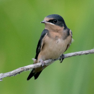 Profile Picture of Chris Hardee (@BirdLifePhoto) on Twitter