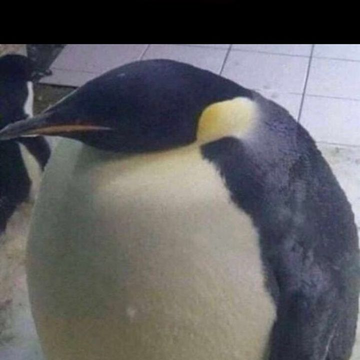 Profile Picture of jacob (@getman_jacob) on Tiktok