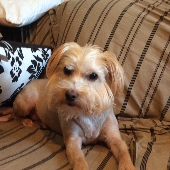 Profile Picture of Mark Mckinzie (@lacydog1) on Poshmark